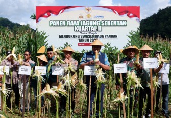 Dandim dan Unsur Forkompida Pacitan Ikuti Panen Raya Jagung Serentak Bersama Presiden RI