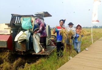 PGN-BRIN Berhasil Panen Perdana 116 Ton Padi Biosalin di Semarang