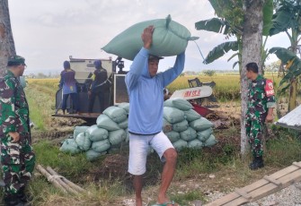 Babinsa Desa Kertobanyon, Koramil 080311 Geger, Serda Nur Ikhwan saat Dampingi Penyerapan Gabah Petani oleh Perum Bulog.