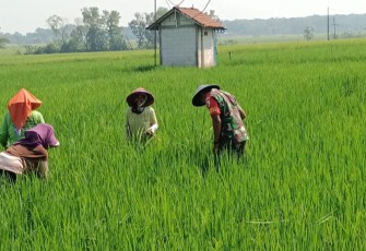 Babinsa Koramil Mantingan Bantu Petani Lakukan Penyiangan