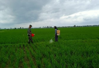Babinsa saat Laksanakan Penyemprotan Pestisida Cegah Hama Padi