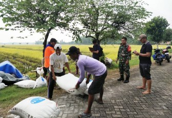 Babinsa Malasan, Sertu Yulis Gunanto dari Koramil 0806-03Durenan, turun langsung ke sawah, mendampingi para petani di Desa Malasan, Kecamatan Durenan, Trenggalek.