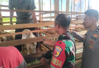 Babinsa Kelurahan Nambangan Kidul Dukung Vaksinasi PMK di Kota Madiun