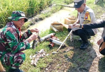 Kerja Bakti Kendalikan Hama Tikus