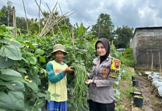 Bhabinkamtibmas Kelurahan Gayamdompo Brigpol Sufiana Maya saat memanen kacang panjang bersama salah satu warga desa binaannya, Minggu (23/2/2025)