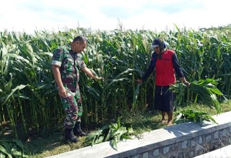 Pendampingan petani wilayah desa binaan 