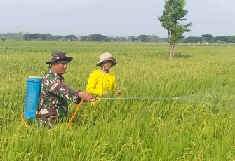 Penyemprotan pestisida d lahan pertanian warga binaan 