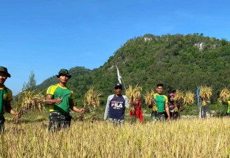 Satgas Pamtas Yonarmed 12 Kostrad panen padi di perbatasan 
