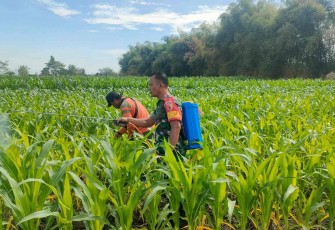 Penyemprotan tanaman petani desa binaan 