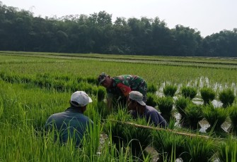 Babinsa Kertosari saat Dampingi Petani Laksanakan Penyimpanan Benih Padi