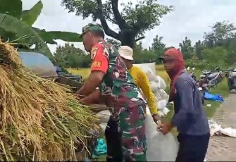Bantu giling padi petani wilayah desa binaan 