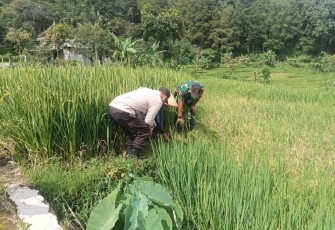 Pengendalian hama tikus di wilayah desa binaan 