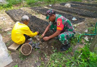 Penyemaian bibit mahoni bersama warga