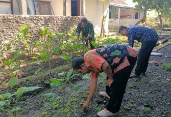 Pembersihan rumput di kebun sayur 