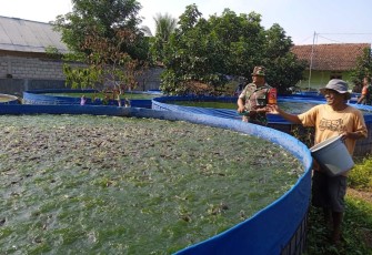 Budidaya lele di wilayah desa binaan 