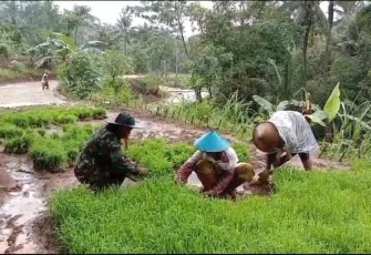 Pemetikan bibit padi petani desa binaan 