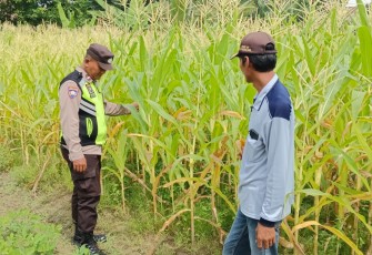 Kanit Binmas Polsek Belitang III Lakukan Pengecekan Lahan Warga yang Ditanami Jagung 