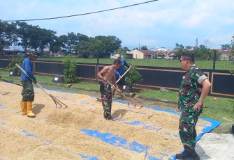 Danrem 071/Wijayakusuma Terjun Langsung Penjemuran Gabah Guna Percepatan Penyerapan Beras dan Penguatan Ketahanan Pangan