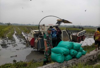 Panen padi petani desa binaan 