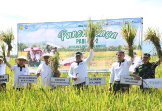 Panen raya padi di Kabupaten Ponorogo 