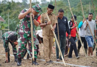 Dansatgas TMMD Ke-124 Kodim 0408/BS Tanam Jagung Bersama