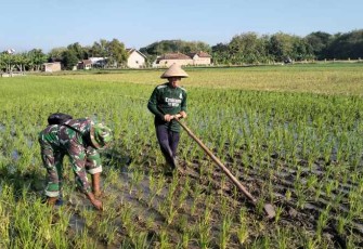 Penyiangan gulma persawahan wilayah desa binaan 