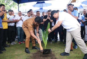Penanaman kelapa hibrida 