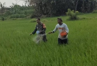 Pemupukan tanaman padi warga binaan 