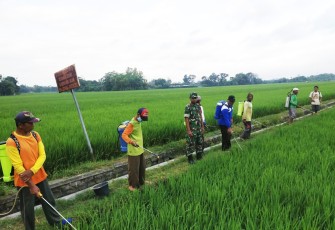 TNI Bersama Petani Berjuang Hadang Serangan Hama di Sawah Trenggalek