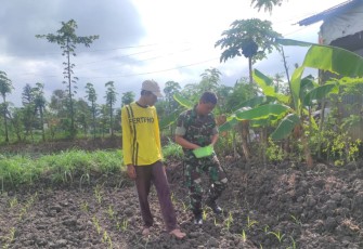 Serda Feri Dampingi Pemupukan Tanaman Jagung, Wujud Nyata Dukung Ketahanan Pangan