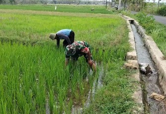 Babinsa Koramil 0803-14/Dagangan Dampingi Pembersihan Gulma