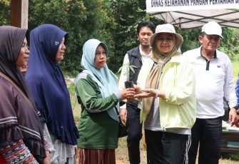 Pemprov Kepri Bagikan Bibit Cabai Gratis