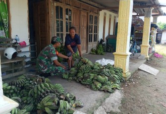 Babinsa Koramil Karangjati Beri Dukungan Dalam Pengembangan Usaha Pisang di Wilayah 
