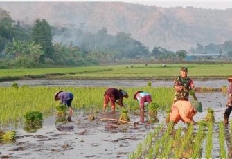 Koptu Gunawan Dampingi Petani Tanam Padi Wujudkan Ketahanan Pangan Nasional