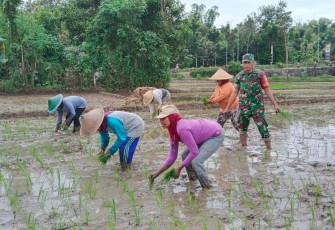 Babinsa Nglongsor, Serka Dwianto, anggota Koramil 0806-09/Tugu, Jumat (5/9/2025), turun langsung ke sawah bersama Kelompok Tani (Poktan) Sejahtera Desa Nglongsor