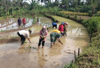 TNI Turun Sawah Dukung Petani di Trenggalek