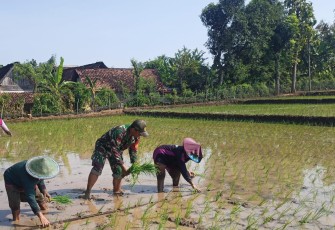 Babinsa Banyukambang Dampingi Petani Tingkatkan Hanpangan