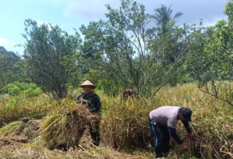 Dampingi panen padi petani wilayah desa binaan 