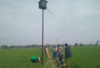 Rumah burung hantu di persawahan petani desa binaan 