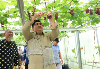 Bupati Bintan Roby Kurniawan melakukan panen perdana buah anggur di Screenhouse Tembeling