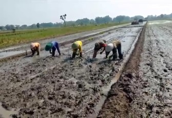 Bantu tanam padi warga binaan 