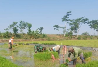 Bantu penyiapan bibit padi wilayah desa binaan 