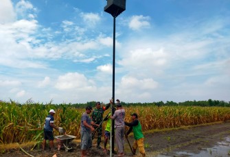 Rumah burung hantu di persawahan petani desa binaan 