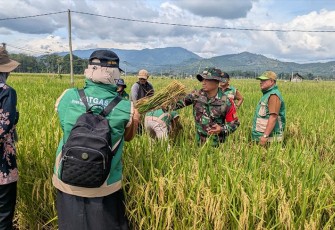 Panen raya padi di wilayah desa binaan