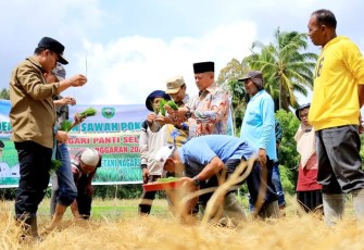 Bupati Pasaman, Welly Suhery, saat melakukan penanaman padi perdana tekhnologi SPM di Demplot Lahan SLP Sawah Pokok Murah di Jorong Tanjung Medan, Nagari Panti Selatan, Kecamatan Panti, Pasaman pada Kamis (6/11/2025)