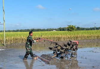 Babinsa Kuwu Bantu Petani Siapkan Lahan Padi