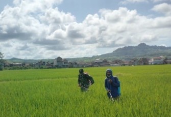 Penyemprotan pestisida d lahan pertanian warga binaan 
