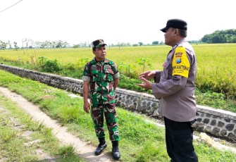 Babinsa Koramil Geneng Bersama Bhabinkamtibmas Cek Lahan Sawah Siap Panen