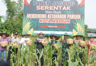 Dandim dan Forkopimda Kota Madiun Panen Raya Jagung