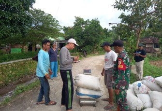 Kodim 0801/Pacitan Bersama Bulog Lakukan Penyerapan Gabah